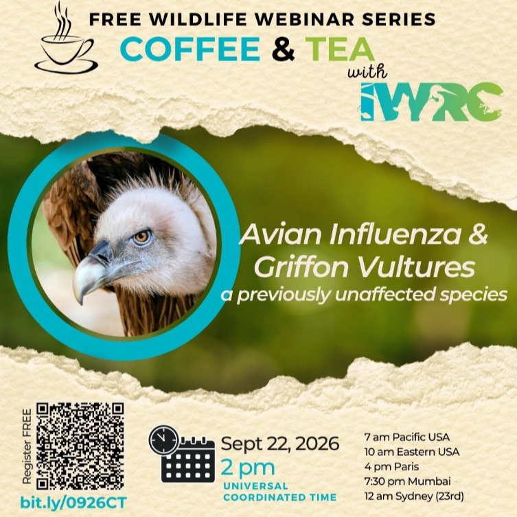 Avian Influenza & Griffon Vultures